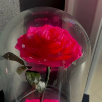 Роза в колбе "L" Розовая